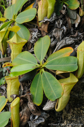 bell-shaped pitcher plant (Nepenthes campanulata)