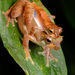 Inger's Flying Frog - Photo (c) Chien Lee, all rights reserved, uploaded by Chien Lee