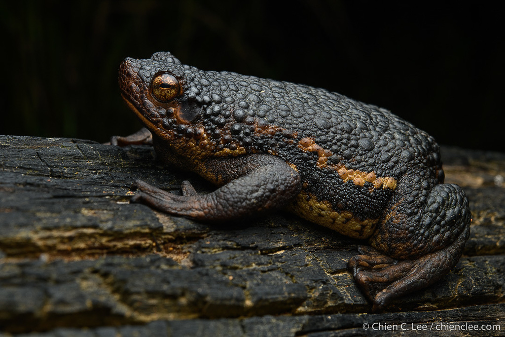 False Toad (Pseudobufo subasper)
