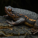 False Toad - Photo (c) Chien Lee, all rights reserved, uploaded by Chien Lee