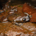 Kalimantan Jungle Toad - Photo (c) Chien Lee, all rights reserved, uploaded by Chien Lee