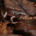 Borneo Narrowmouth Toad - Photo (c) Chien Lee, all rights reserved, uploaded by Chien Lee