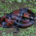 Double-banded Coral Snake Mimic - Photo (c) Jake Scott, all rights reserved, uploaded by Jake Scott