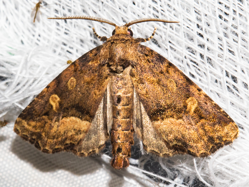 Homophoberia cristata Morrison, 1875