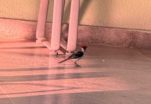 Red-cowled Cardinal