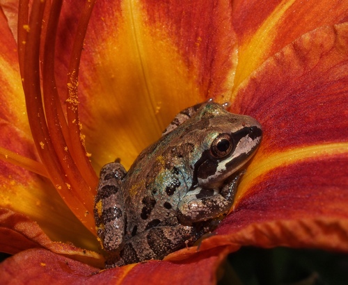 Strecker's Chorus Frog
