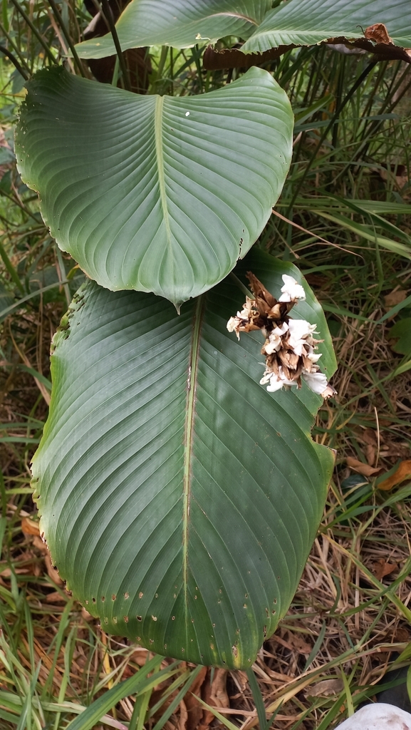 Calathea utilis  iNaturalist