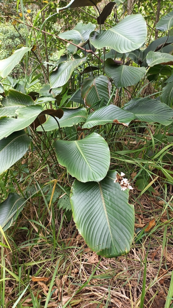elefantenfuß groß preis Elefantenfuß | Beaucarnea recurvata main image 0