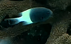 Indian Half-and-half Chromis