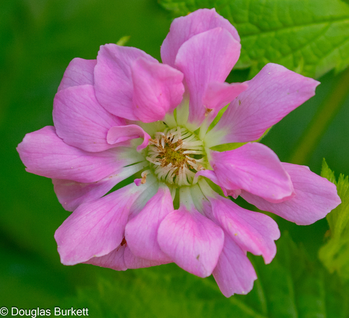 Alaska blackberry (Rubus alaskensis)