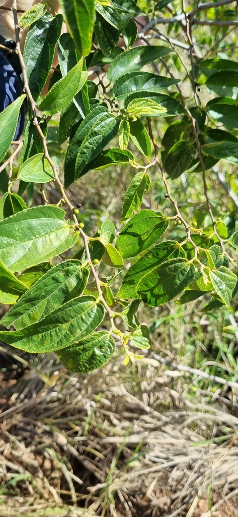 Nettle Tree from Yarwun QLD 4694, Australia on July 25, 2024 at 11:00 ...