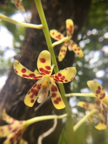 Palau hyacinth-orchid (Dipodium freycinetioides)
