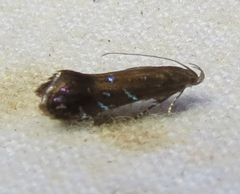 Strobisia iridipennella