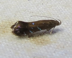 Strobisia iridipennella
