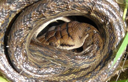 Australian Scrub Python sighting