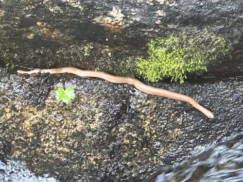 iNaturalist observation photo of Northern Rubber Boa