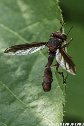 Physocephala rufipes nuotrauka