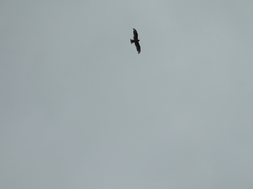 Black Kite