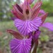 Pink-butterfly Orchid - Photo (c) mercantour, all rights reserved
