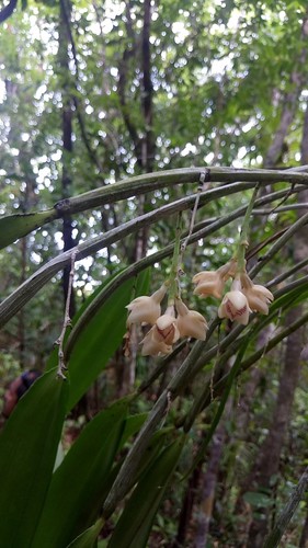 bangeraruchel (Dendrobium brachyanthum)
