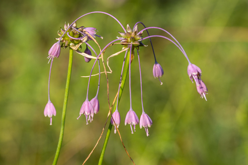 Allium carinatum