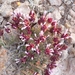 Thymus moroderi - Photo (c) ApexTrappy 7, all rights reserved, uploaded by ApexTrappy 7