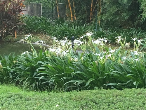 Beach Spider Lily