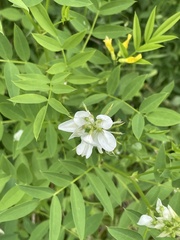 common milkpea