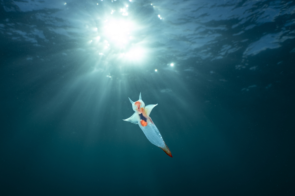 Photos of Sea Angels (Suborder Gymnosomata) · iNaturalist