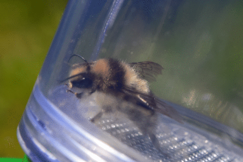 iNaturalist observation photo of Black-tailed Bumble Bee