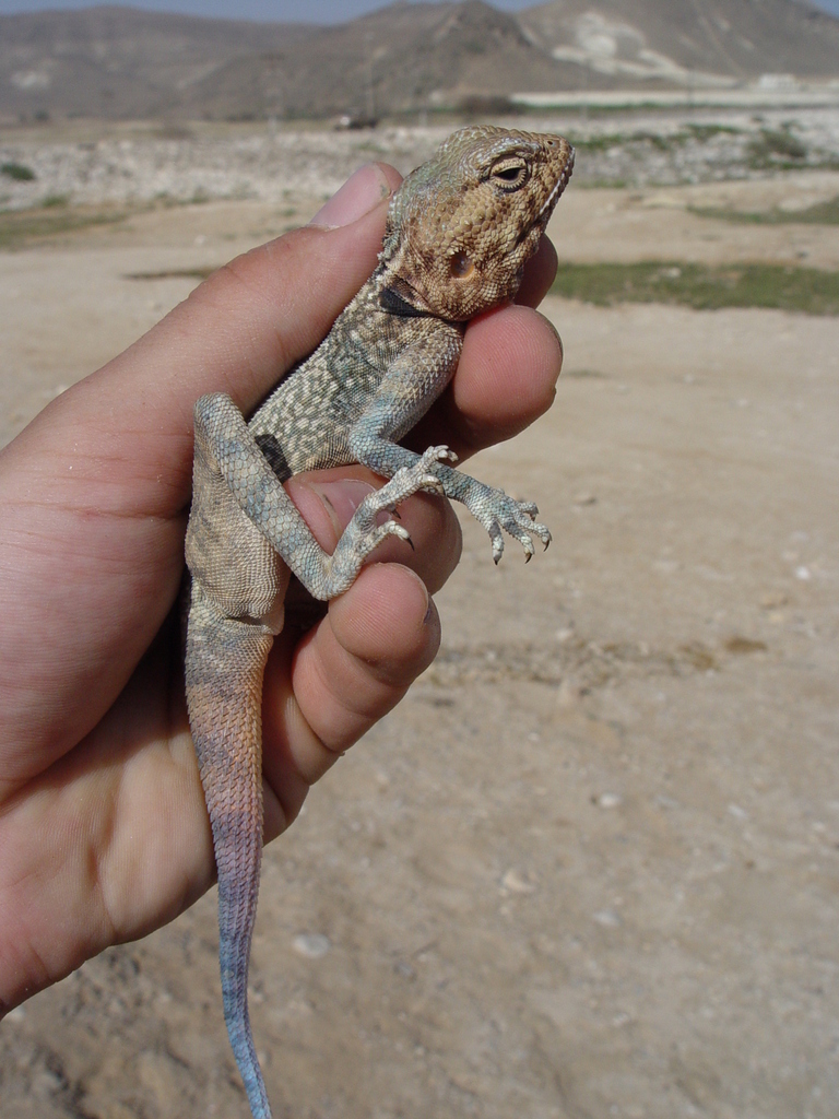 Dadaar Insect Dhofar Desert Agama from Dafár, Omán on April 7, 2010 at 01:49 PM by ...