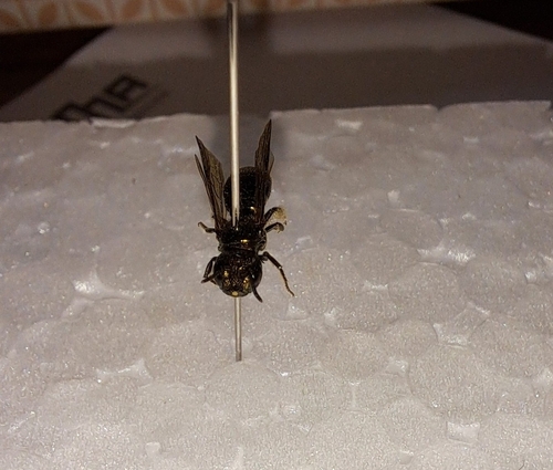 Ceratina richardsoniae