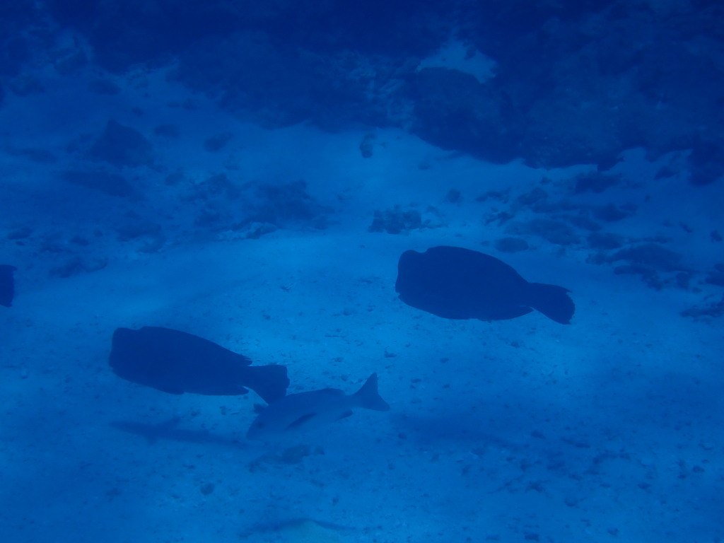 Bumphead Parrotfish