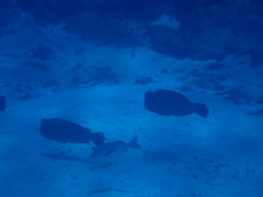 Bumphead Parrotfish