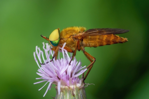 Silvius alpinus (Scopoli, 1763)