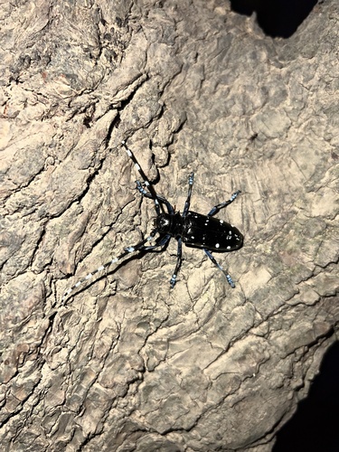 Citrus Longhorn Beetle