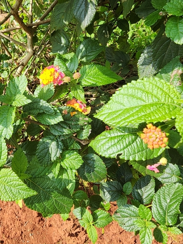 common lantana