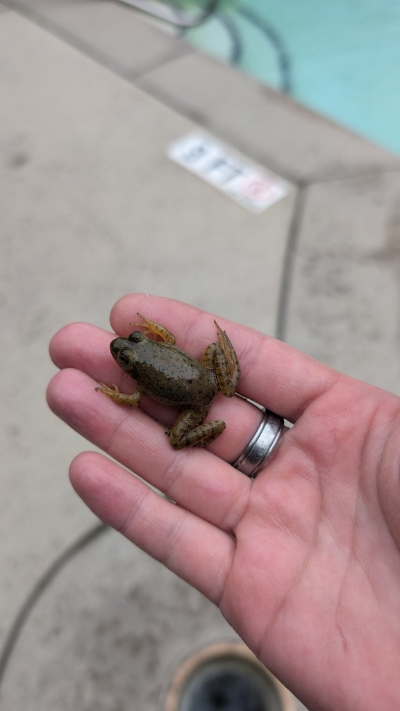 American Water Frogs from Racquet Club Village, Asheville, NC 28803 ...