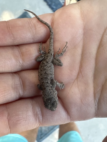 iNaturalist observation photo of Western Fence Lizard