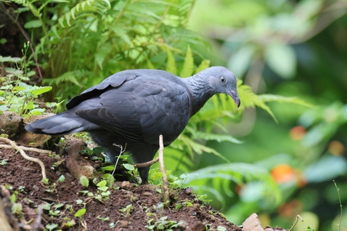 Trocaz Pigeon