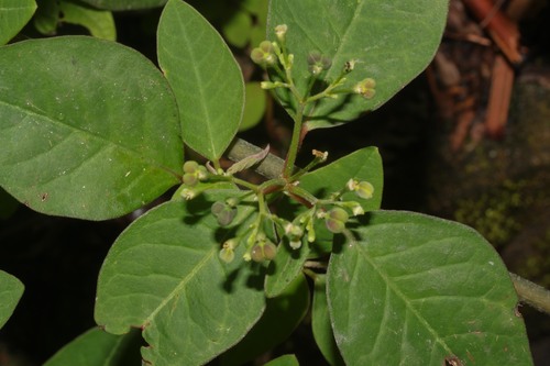 Euphorbia insulana