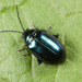 Grape Flea Beetle - Photo (c) Clarence Holmes, all rights reserved