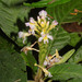 Aphelandra rosulata - Photo 由 Ruth Ripley 所上傳的 (c) Ruth Ripley，保留所有權利