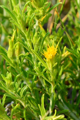 Ericameria linearis