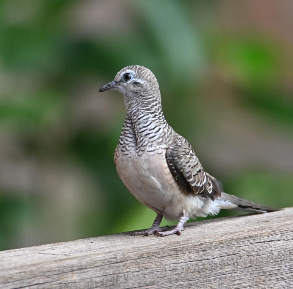 Peaceful Dove from Jabiru NT 0886, Australia on July 25, 2024 at 03:40 ...