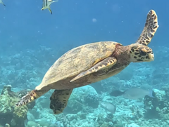 Hawksbill Sea Turtle