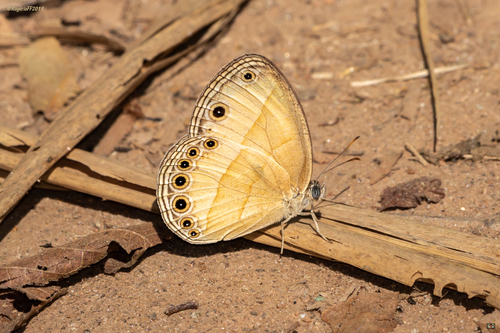 Heteropsis eliasis