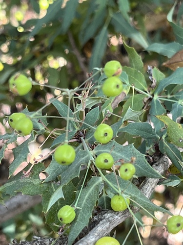 Nevin's Barberry fruiting