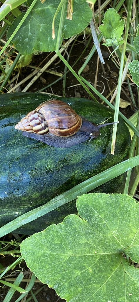 African Giant Snail