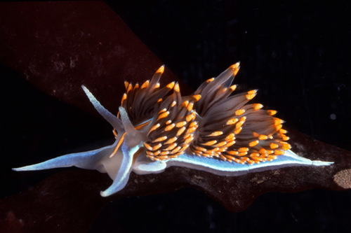 Opalescent Nudibranch